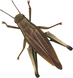 Hopper