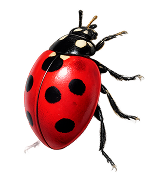 Ladybug